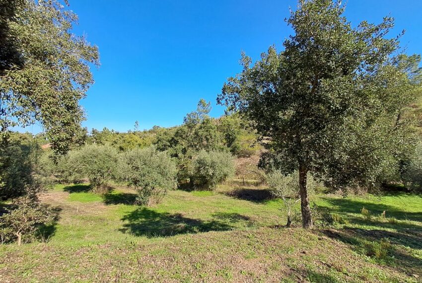 4 bedroom country house land Alentejo West Coast Cork Olives Pool (8)